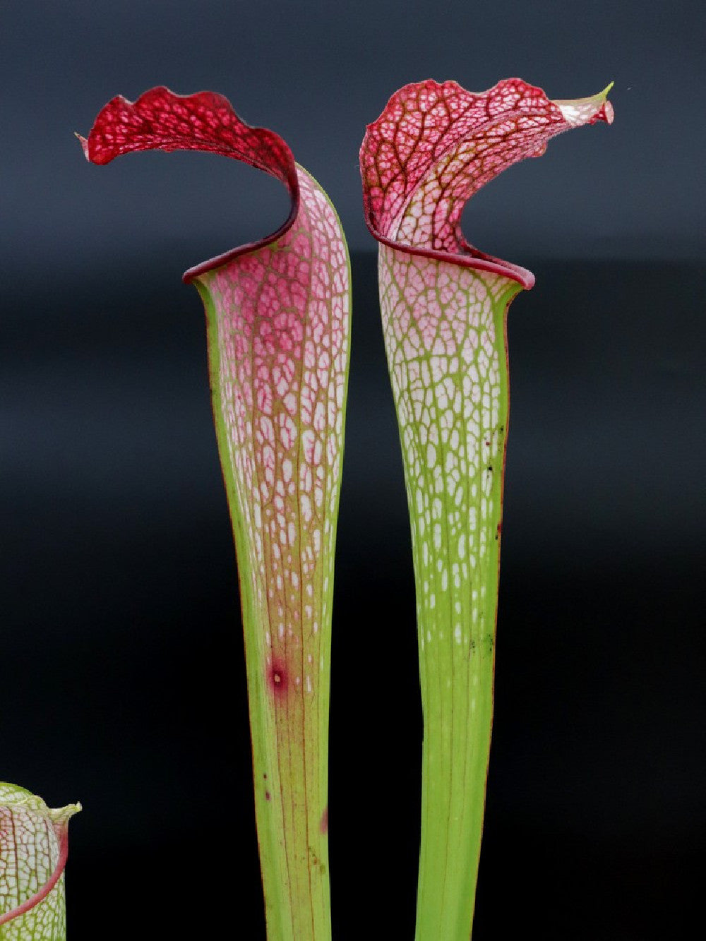 H30 GC  S.x " excellens "  Red & White