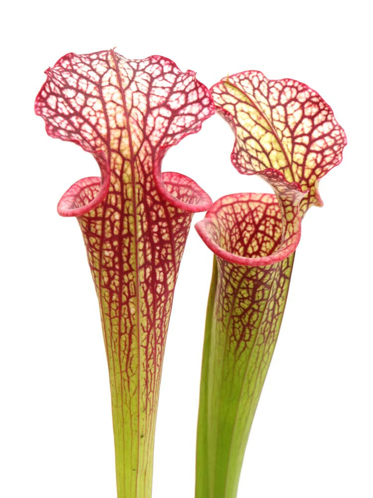 H64 GC S.x Moorei "Red veins"