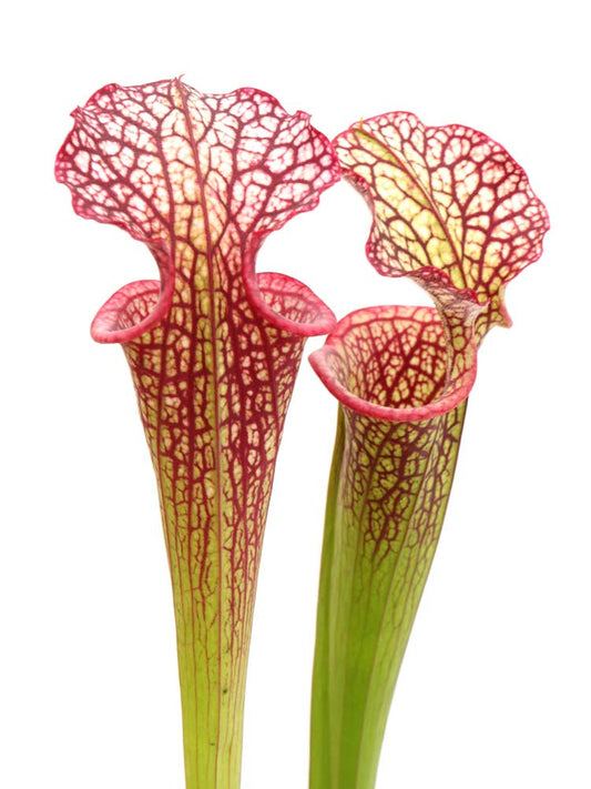 H64 GC S.x Moorei "Red veins"