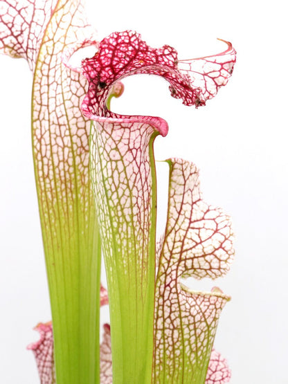 H68 GC S.x moorei "Pink Elvis"