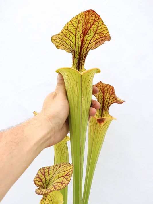 H70 GC  S.x moorei "Giant"