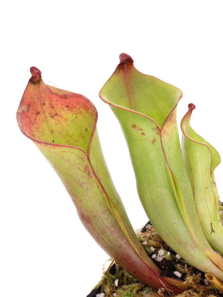 Heliamphora collina   Foothills Testigos