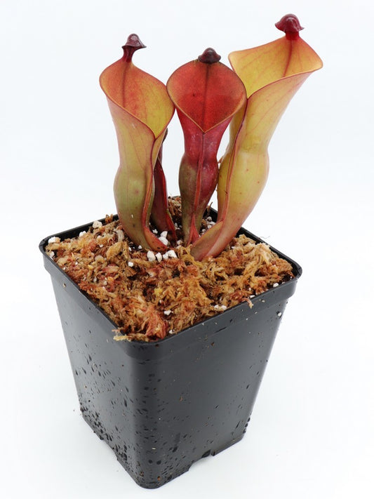 Heliamphora heterodoxa x ionasii