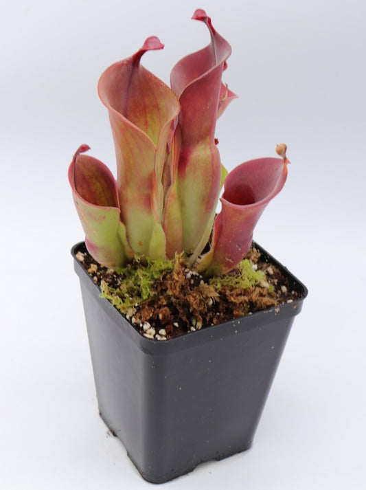 Heliamphora heterodoxa x minor