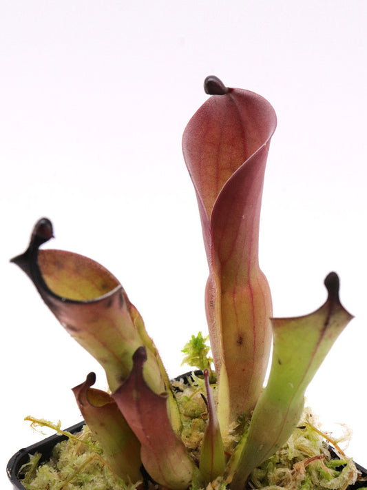 Heliamphora huberi  Angasima Tepui