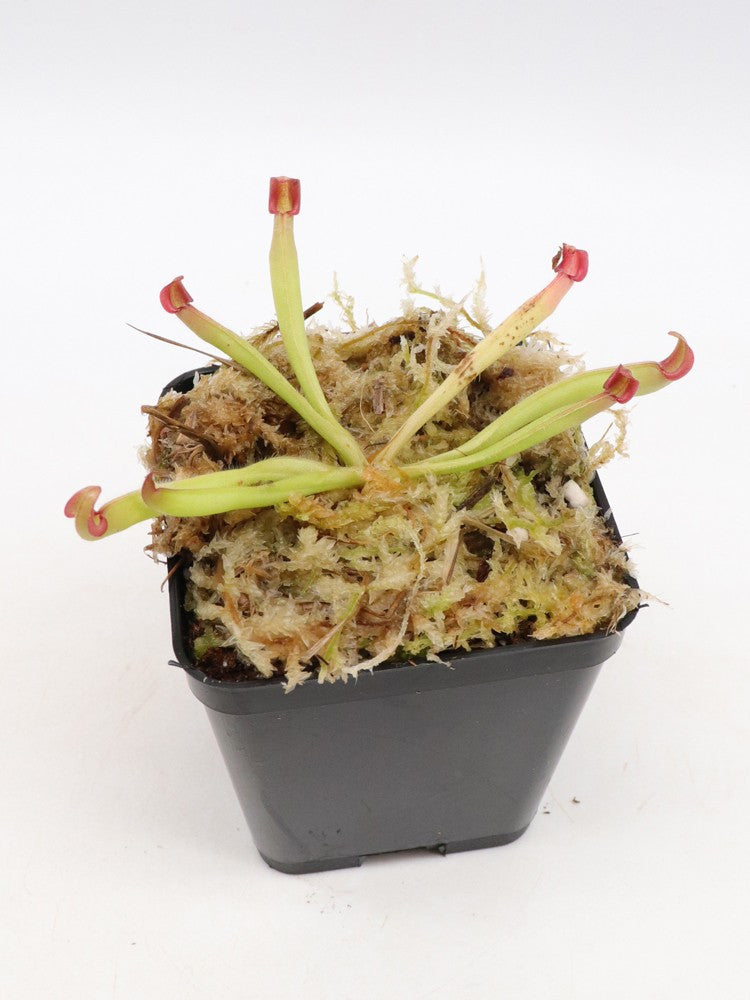 Heliamphora huberi   Akopan Tepui, Venezuela