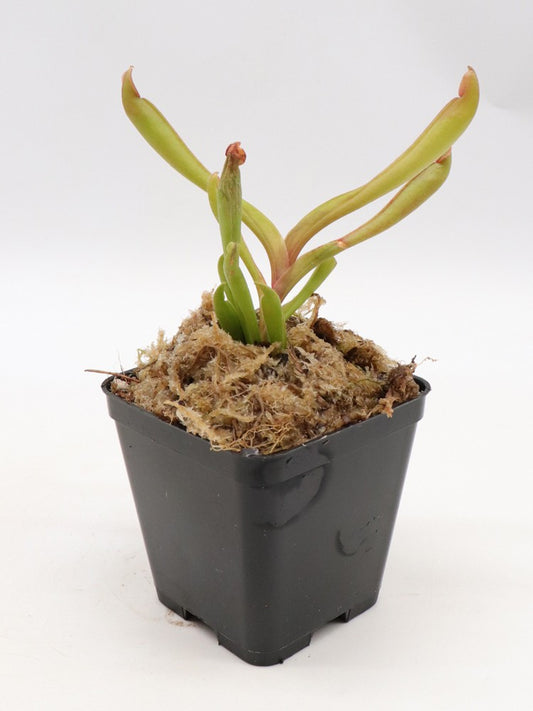 Heliamphora ionasii, golden form   Ilu Tepui, Venezuela