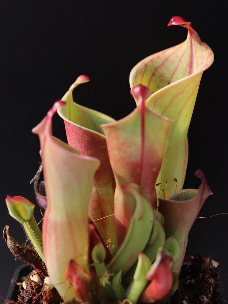 Heliamphora minor