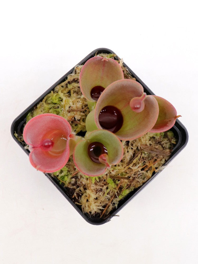 Heliamphora minor