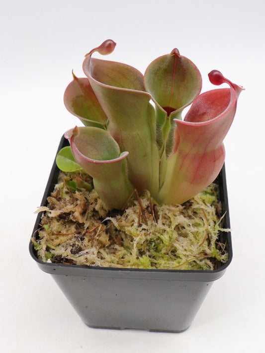 Heliamphora minor  Auyan tepui, Venezuela