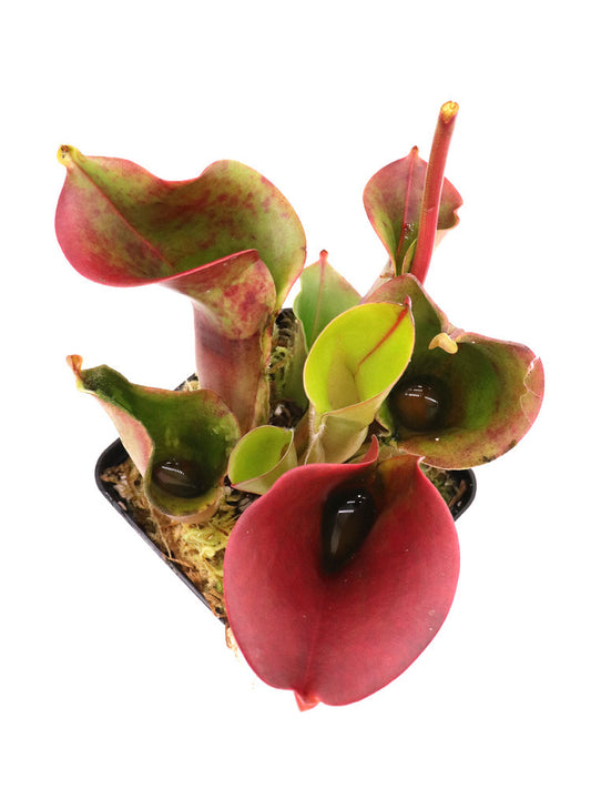 Heliamphora minor  Selection 4