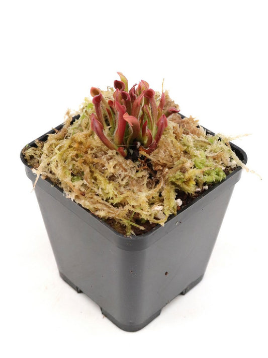 Heliamphora minor   "Diflora clone"