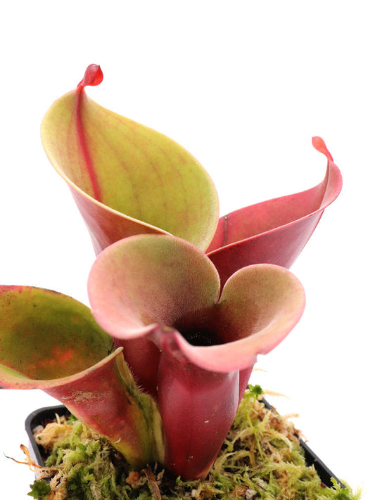 Heliamphora minor   Selection A   AW