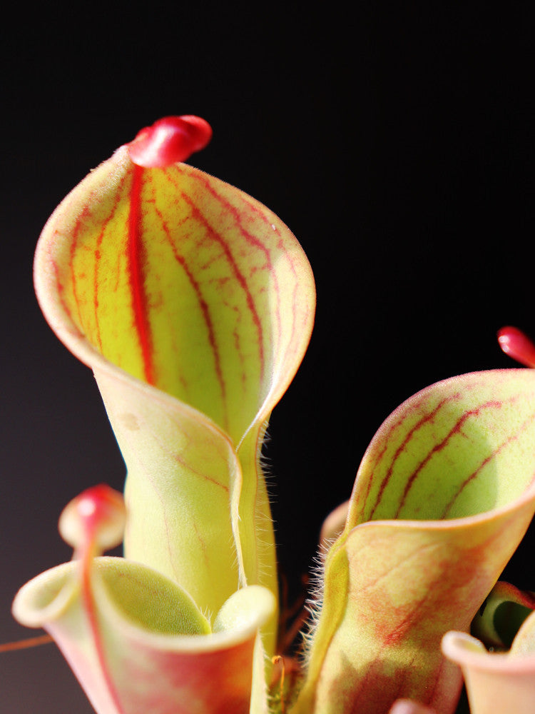 Heliamphora minor