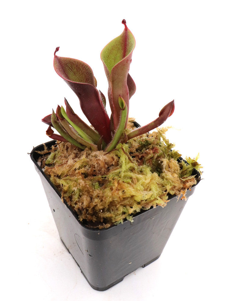 Heliamphora minor var. pilosa  Clone 1 AW Auyan, Venezuela