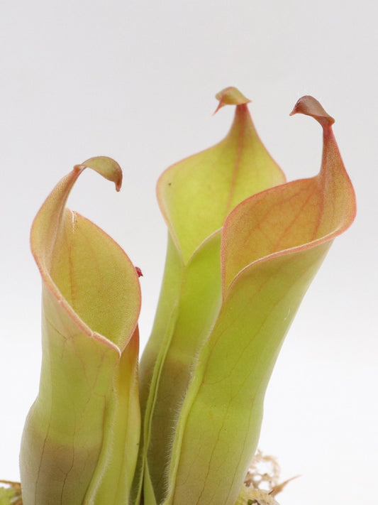 Heliamphora neblinae  Cerro Avispa, Venezuela