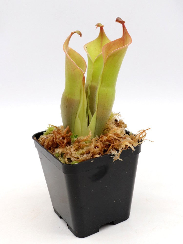 Heliamphora neblinae  Cerro Avispa, Venezuela