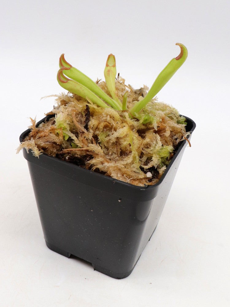 Heliamphora neblinae  Cerro Avispa, Venezuela