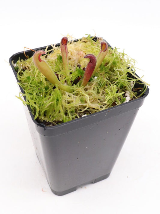 Heliamphora neblinae  Mysterious Giant