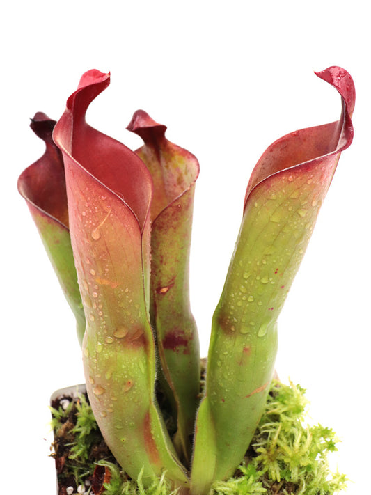 Heliamphora neblinae x sarracenioides  Mix of Clones