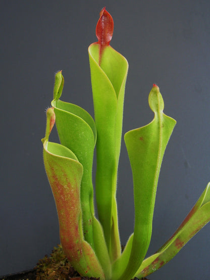 Heliamphora parva  Cerro Neblina , Venezuela