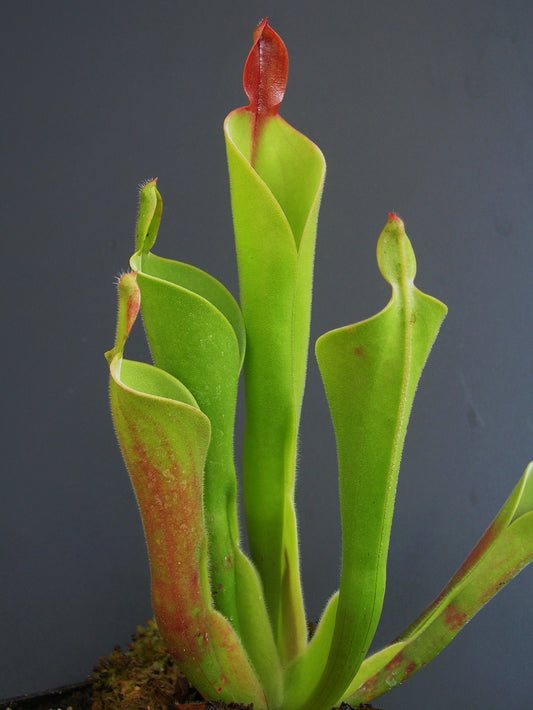 Heliamphora parva  Cerro Neblina , Venezuela