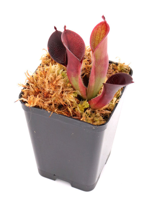 Heliamphora pulchella  Akopan Tepui