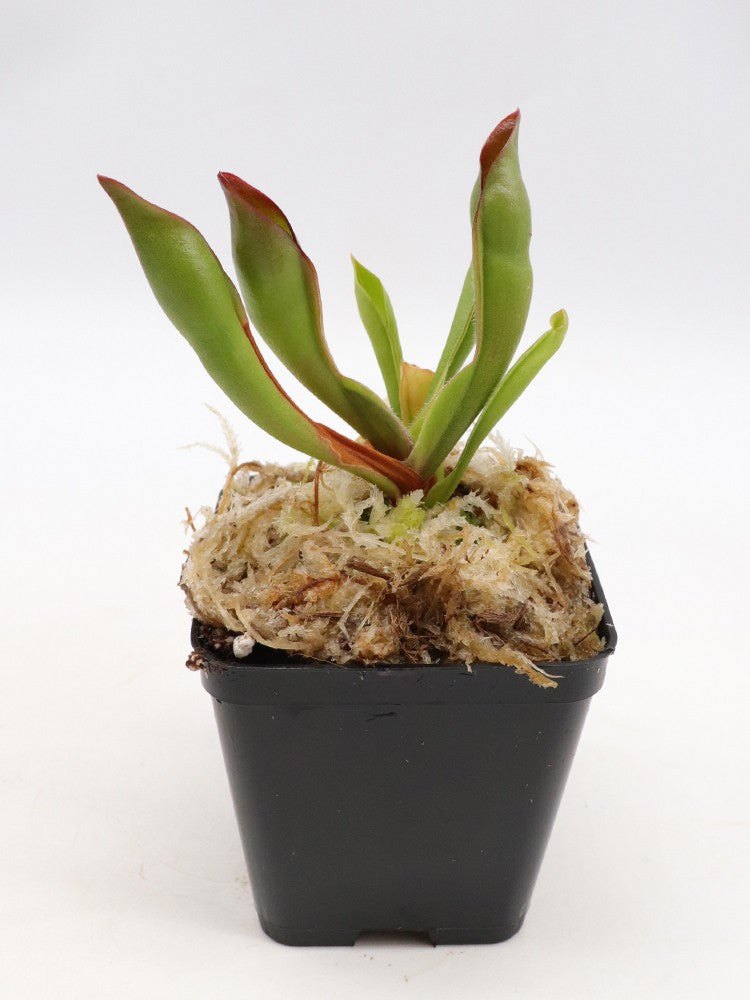 Heliamphora sarracenioides  "Chubby form"   Ptari Tepui, Venezuela