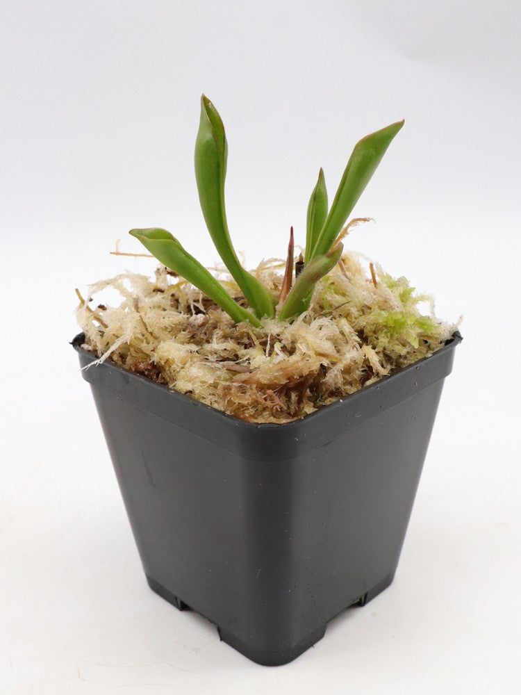 Heliamphora sarracenioides  "Chubby form"   Ptari Tepui, Venezuela
