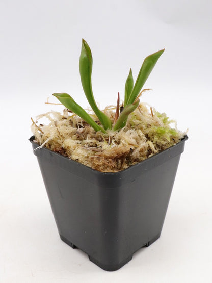 Heliamphora sarracenioides  "Chubby form"   Ptari Tepui, Venezuela