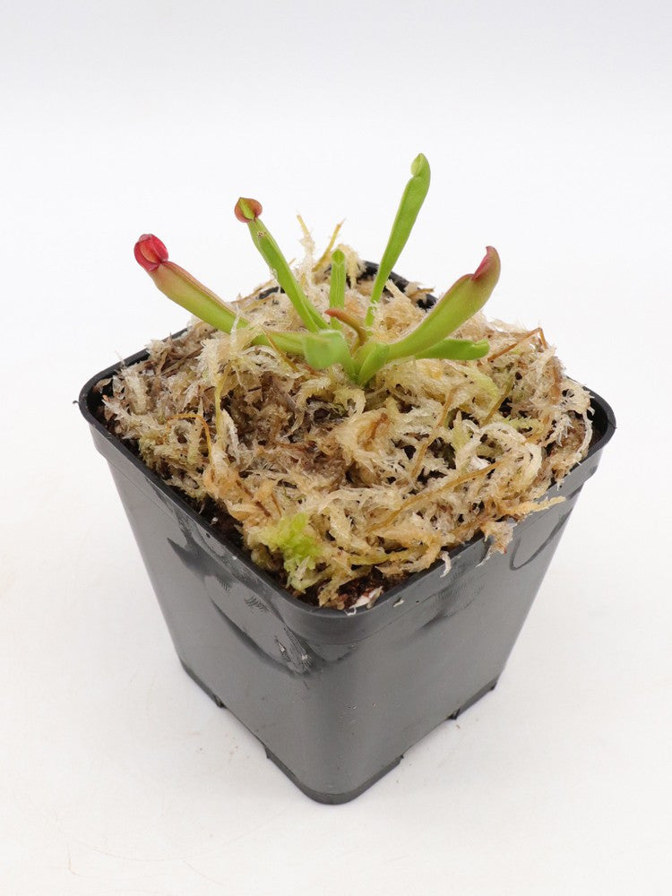 Heliamphora sarracenioides  "Chubby form"   Ptari Tepui, Venezuela