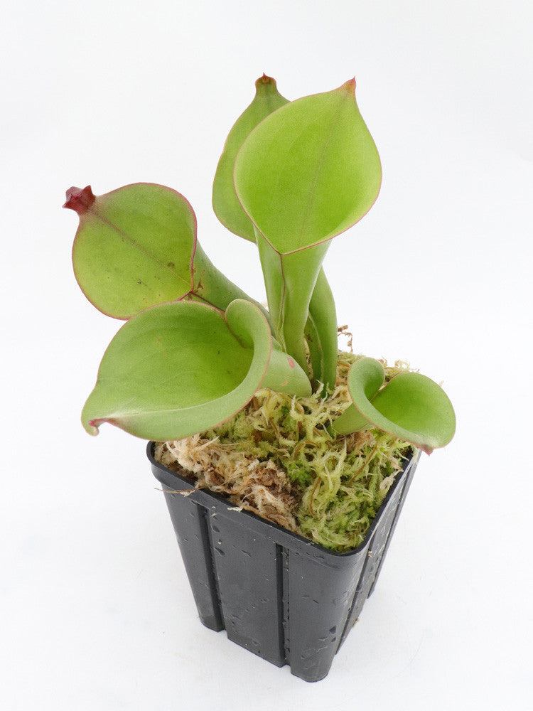 Heliamphora spec. Akopan