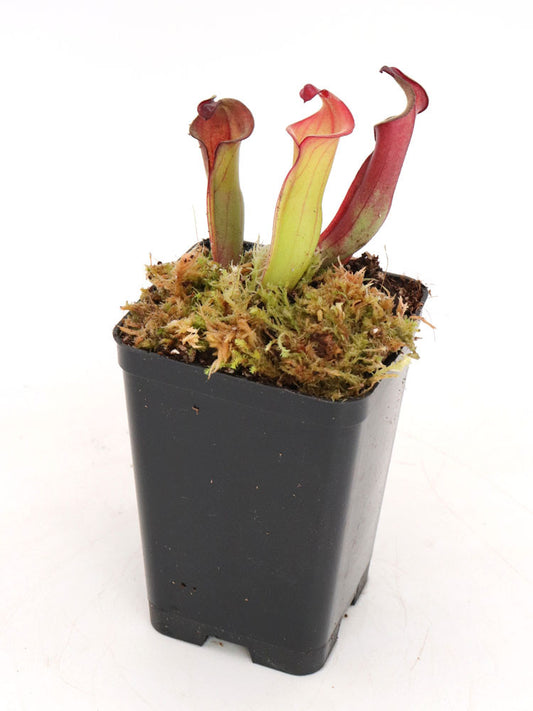 Heliamphora spec. Akopan  New Species