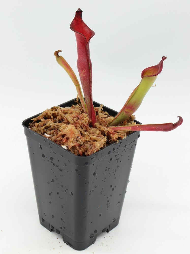 Heliamphora spec. Nov. Angasima