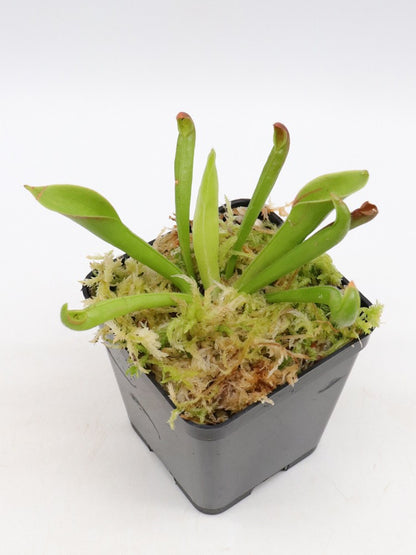 Heliamphora tatei var. tatei   Cerro Huachamacare, Venezuela