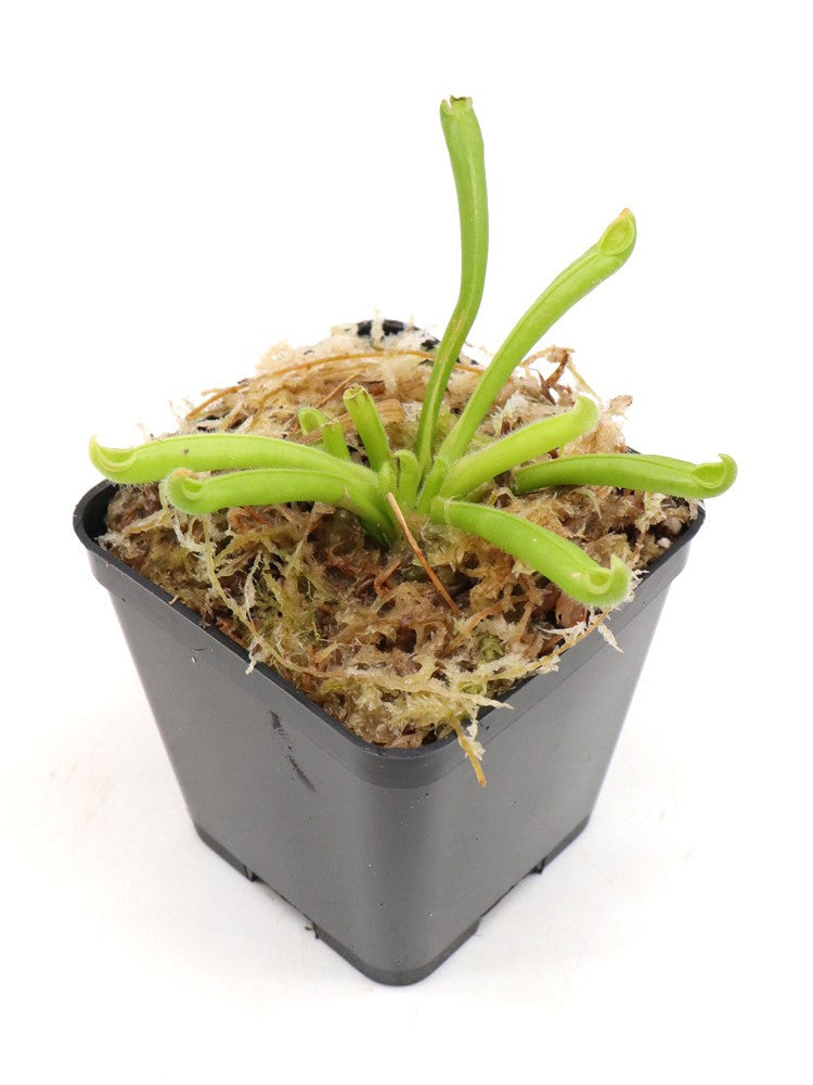 Heliamphora tatei var. tatei   Cerro Huachamacare, Venezuela