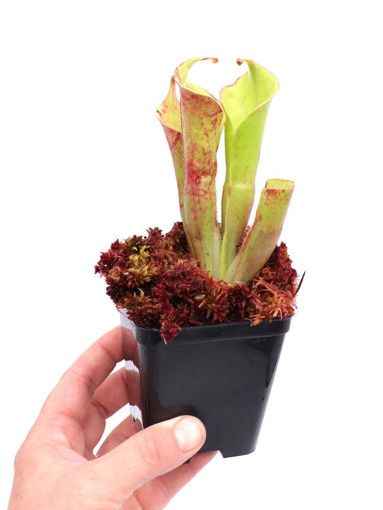 Heliamphora tatei var. tatei   Cerro Huachamacare, Venezuela