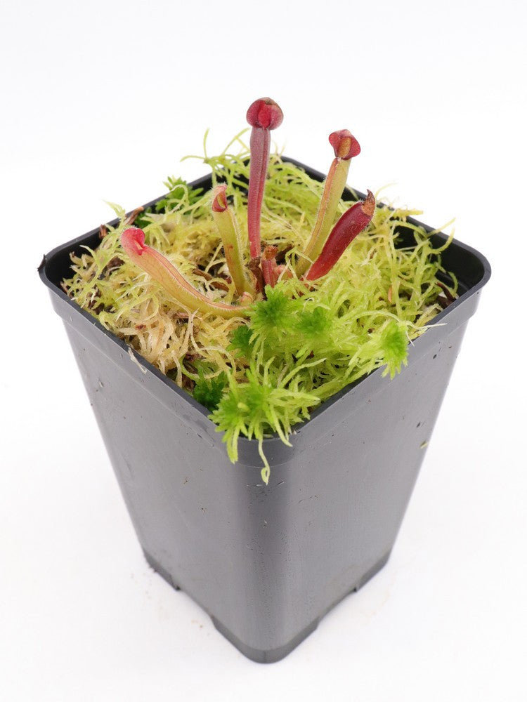 Heliamphora uncinata "Giant clone"