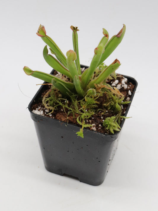 Heliamphora uncinata  Amuri tepui , Venezuela