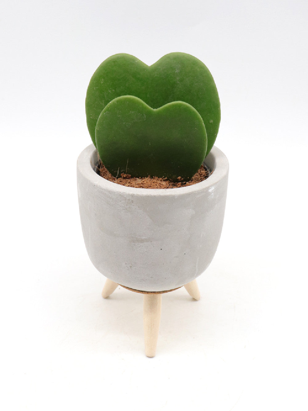 Hoya kerrii doppio cuore  Vaso Design
