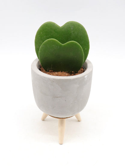 Hoya kerrii doppio cuore  Vaso Design