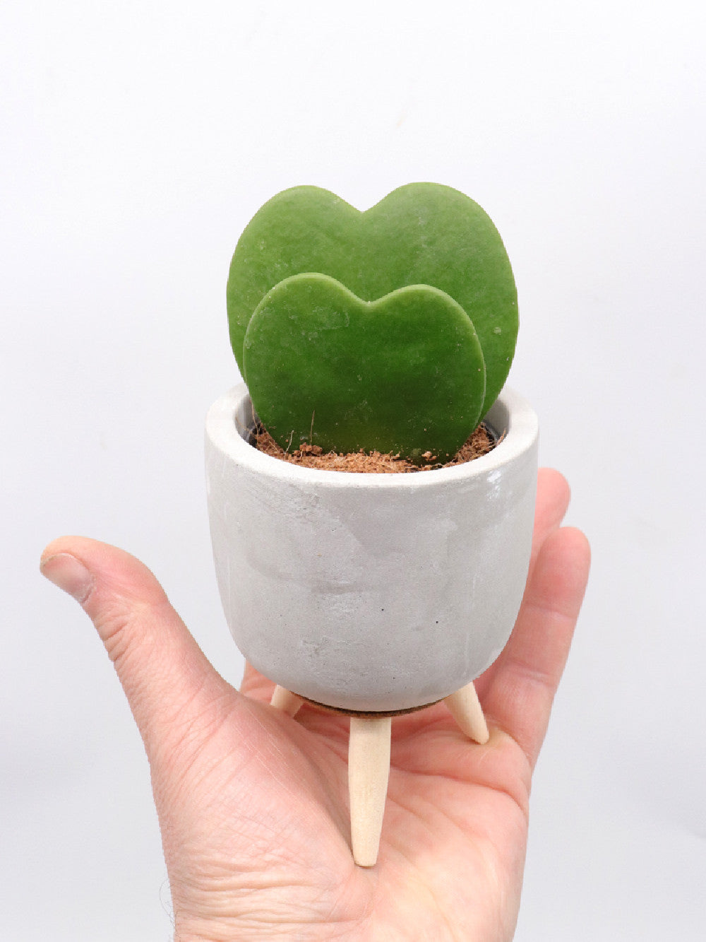 Hoya kerrii doppio cuore  Vaso Design
