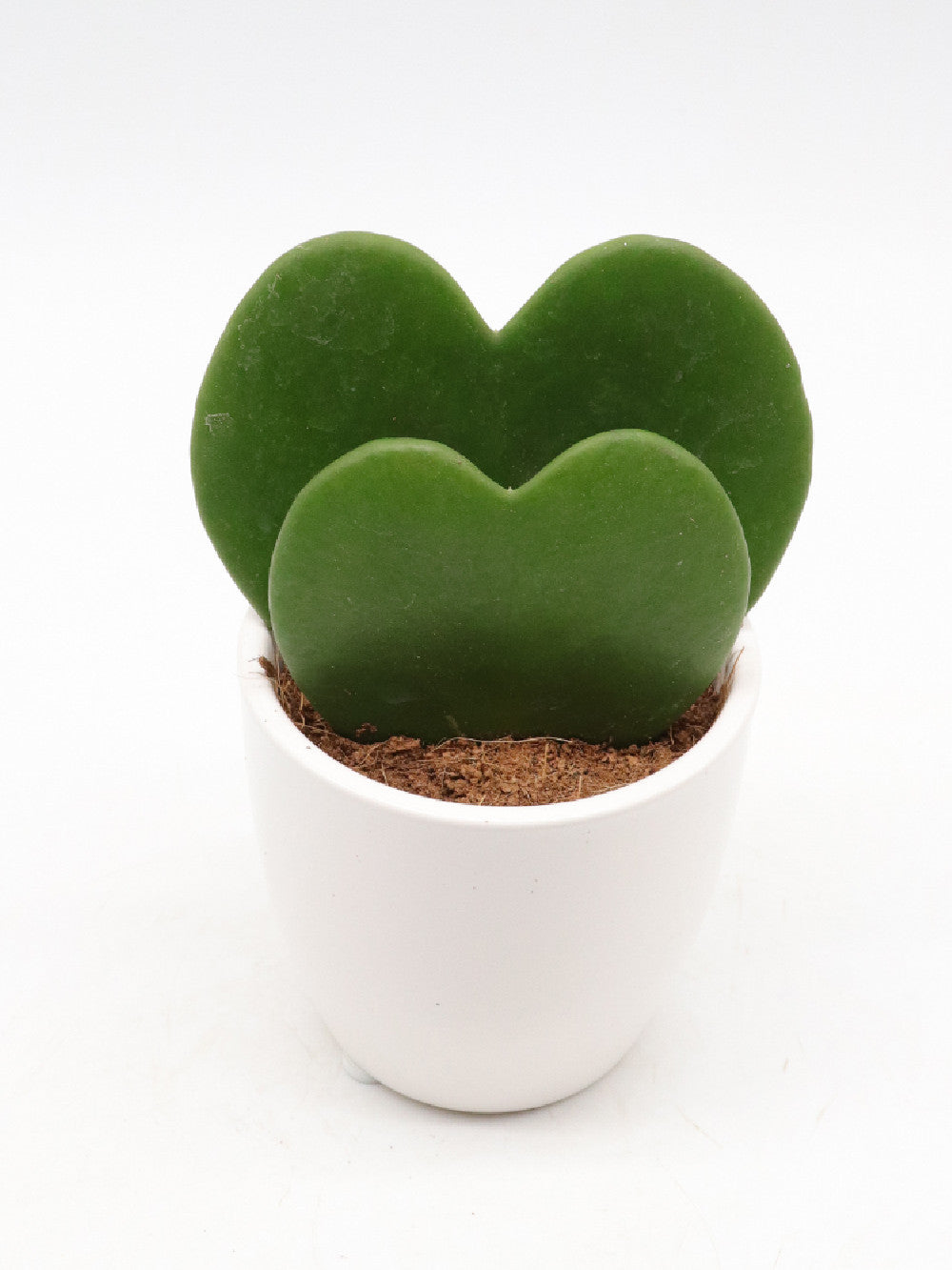 Hoya kerrii doppio cuore vaso bianco
