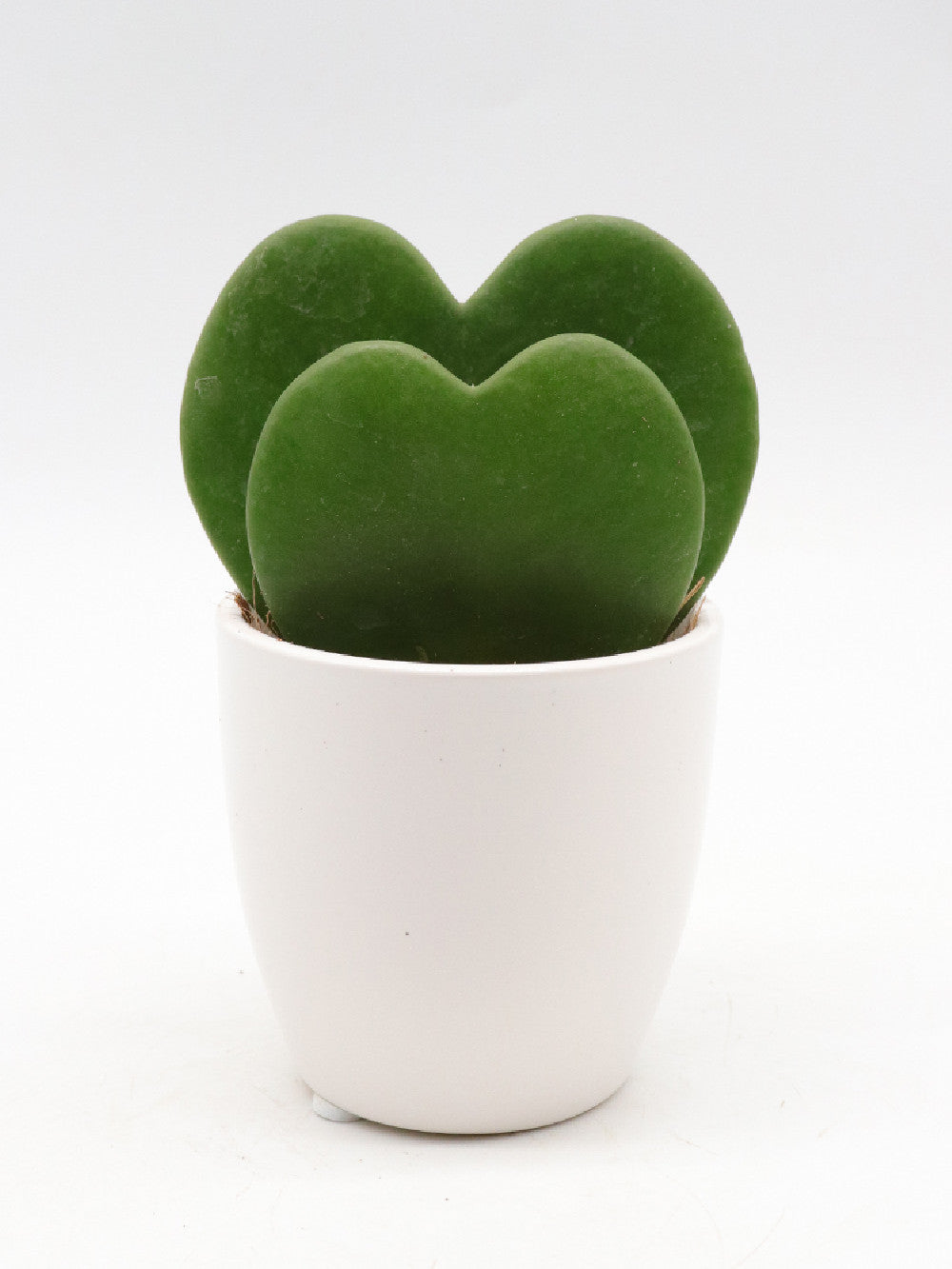 Hoya kerrii doppio cuore vaso bianco