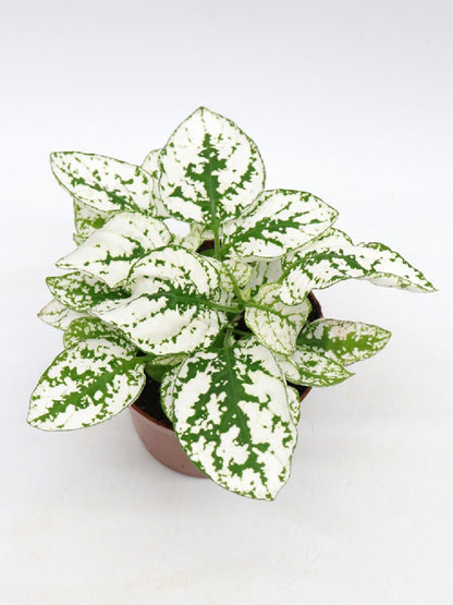 Hypoestes "white"