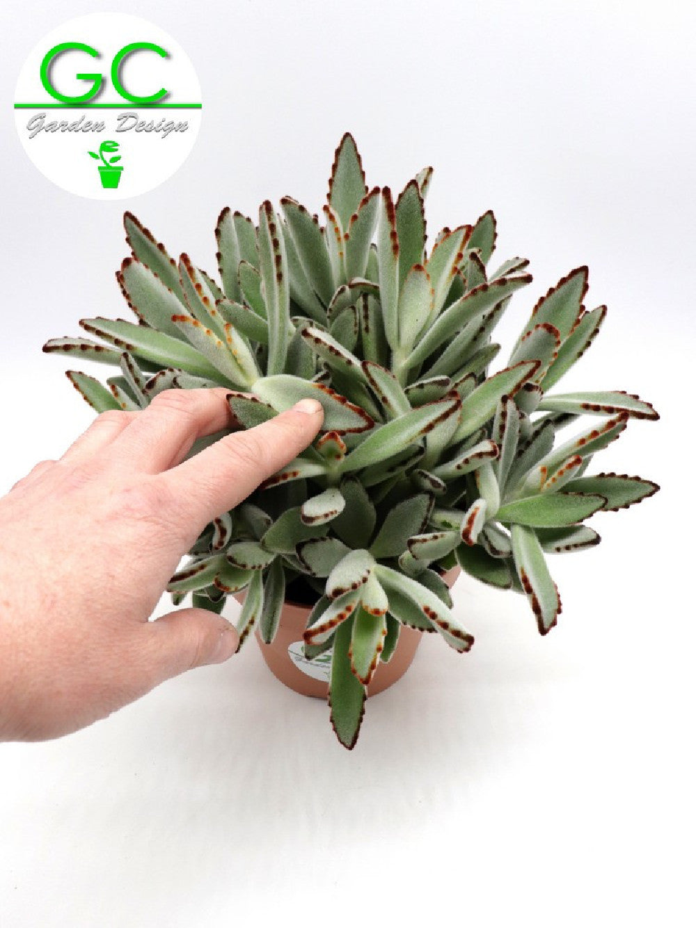 Kalanchoe tomentosa