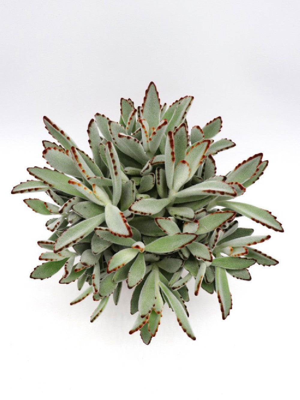 Kalanchoe tomentosa