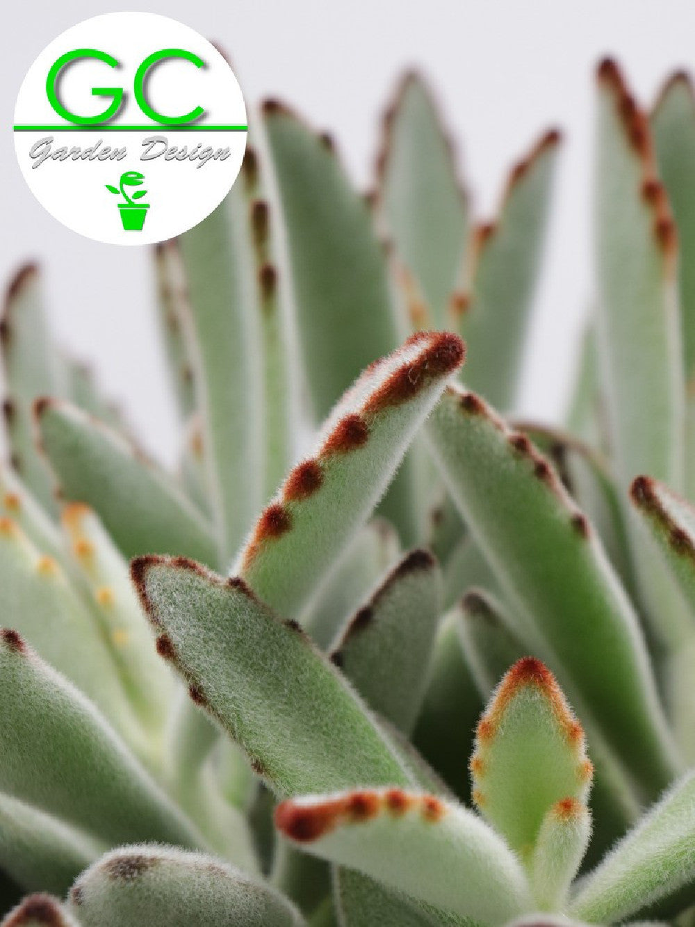 Kalanchoe tomentosa