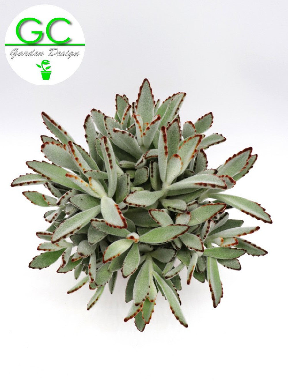 Kalanchoe tomentosa