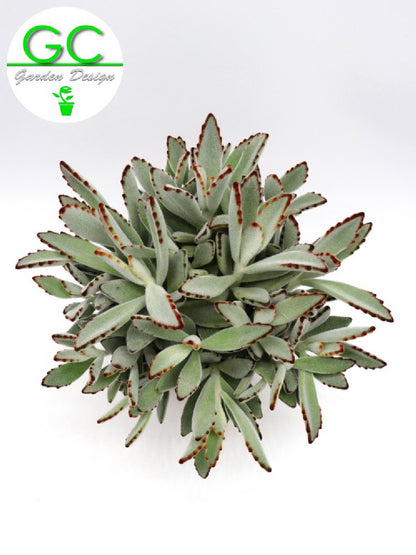 Kalanchoe tomentosa
